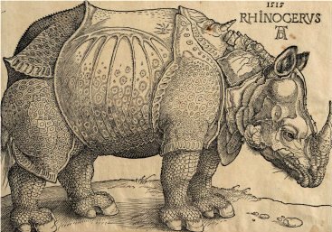 Nashorn (Rhinocerus) von Albrecht Dürer