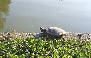 Schildkröten im Jardin Olbius-Riquier