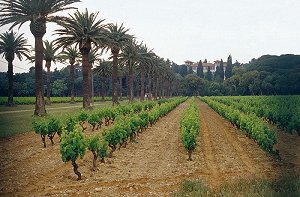 Weingut Chateau Leoube