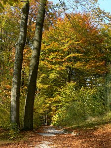 Herbstwald im Felsenhain Sanspareil