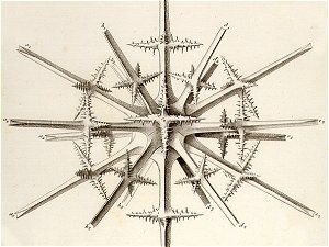 Erdgeschichte: Strahlentierchen, Radiolarien