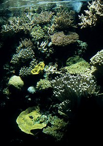 Aquarium Genua (Acquario di Genova)