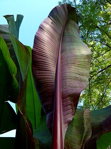 Blatt einer Bananenstaude