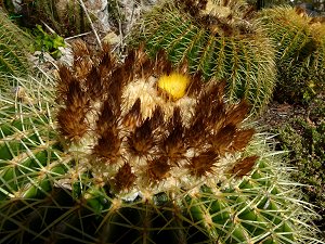 Goldkugelkaktus Echinocactus grusonii