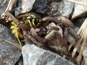 Kampf zwischen Wespe und Spinne