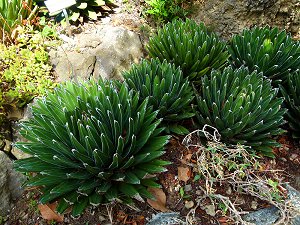 Agave Königin Victoria