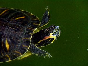 Schildkröte im Wasser