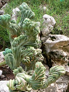 Exotischer Kaktus