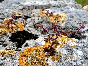 Flechten und Wildblumen