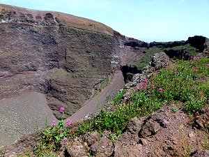 Wildblumen im Krater des Vesuv
