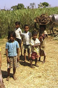 Zuckerrohr in einem Dorf bei Somnathpur