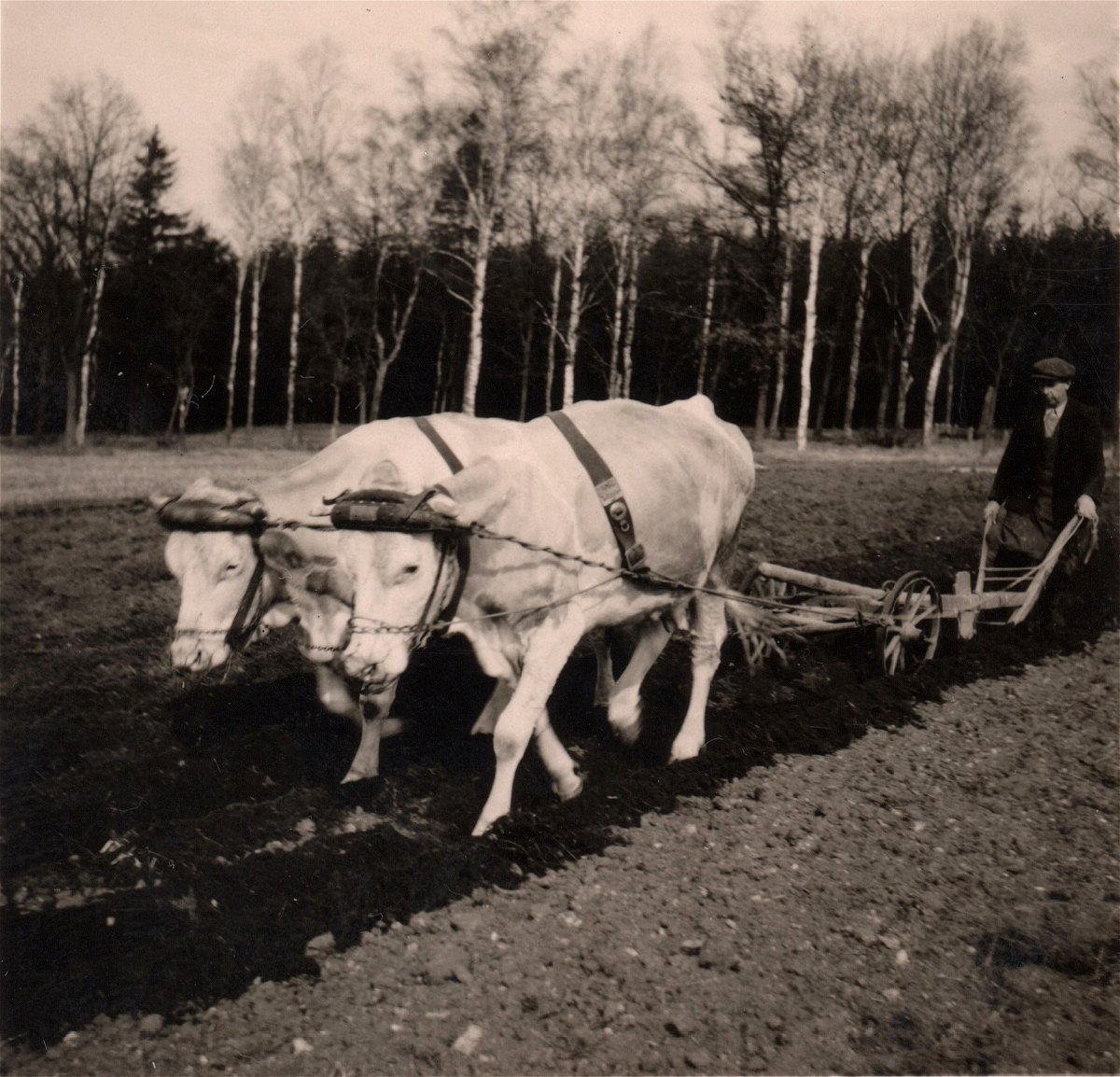 Pflügen mit Kühen bei Marktleuthen im Fichtelgebirge in Oberfranken 1955